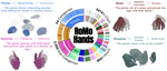 RoMo Hands: A Large Scale Richly Organized Text to Hand Motion Dataset